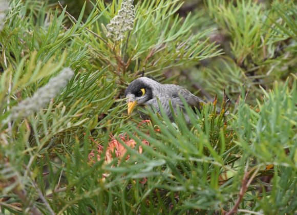 8th Sunday after Pentecost – Pastor Rolf Lungwitz