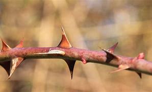 7th Sunday after Pentecost