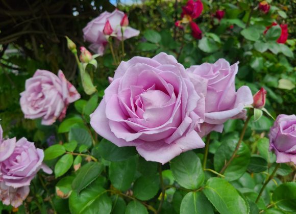 22nd Sunday after Pentecost